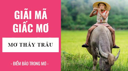 mơ thấy con trâu