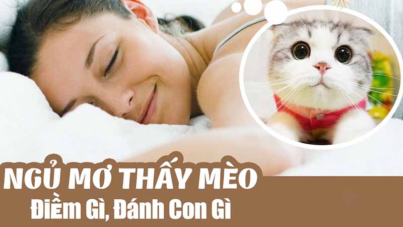 mơ thấy mèo