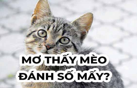 mơ thấy mèo