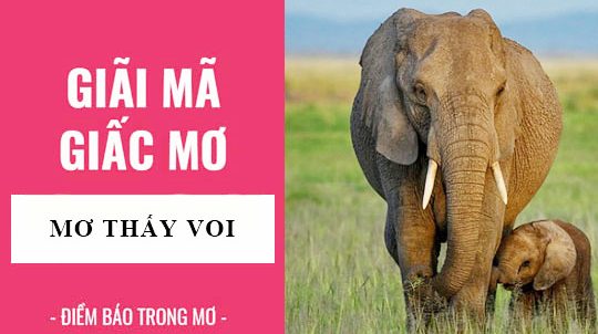 mơ thấy voi